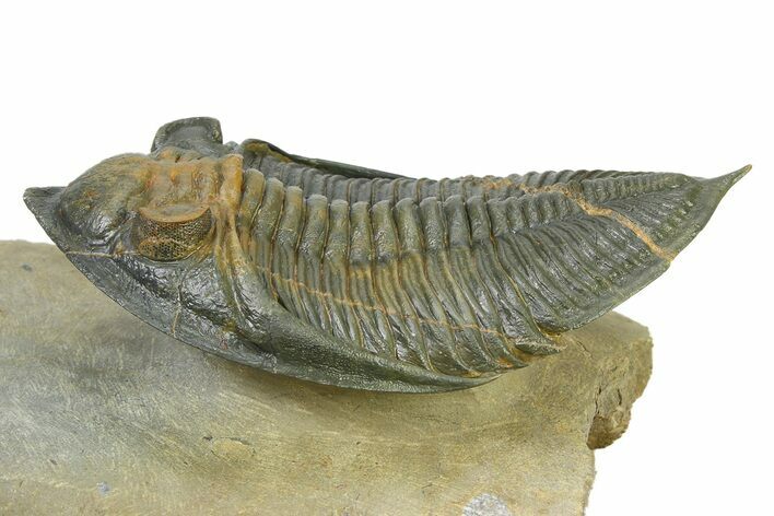 Flying Zlichovaspis Trilobite - Atchana, Morocco #323411